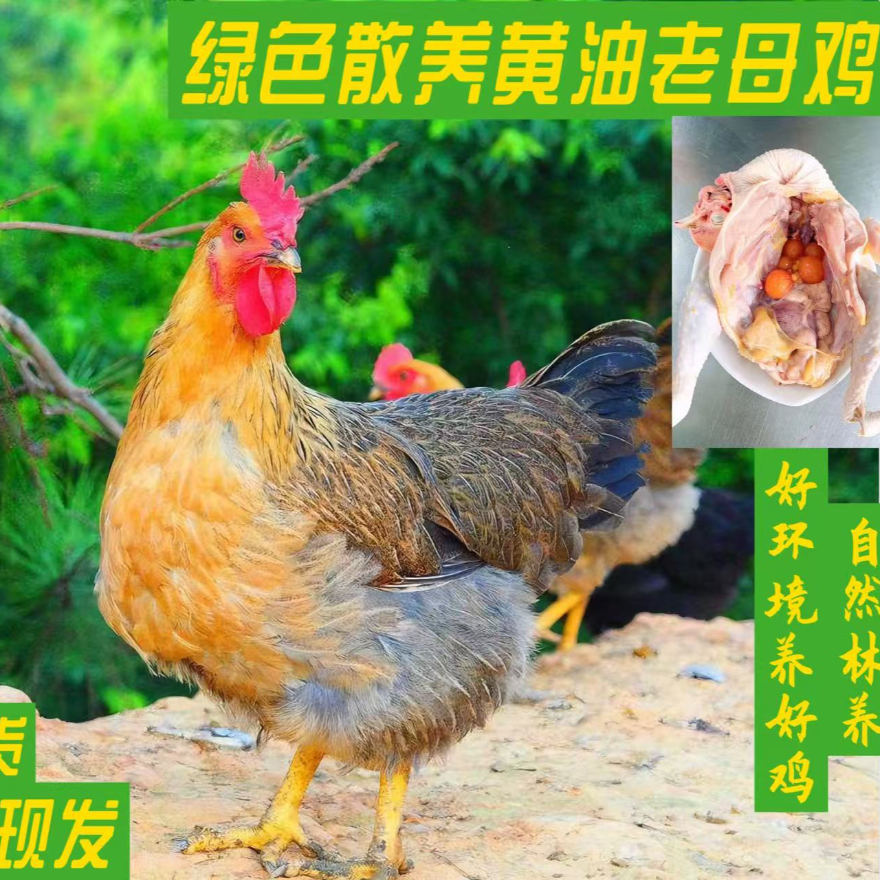 【买三送一】农家散养黄油老母鸡【顺丰包邮】