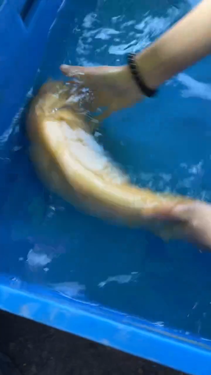 锦鲤锦鲤太饱锦鲤36cm-45cm不包邮到付