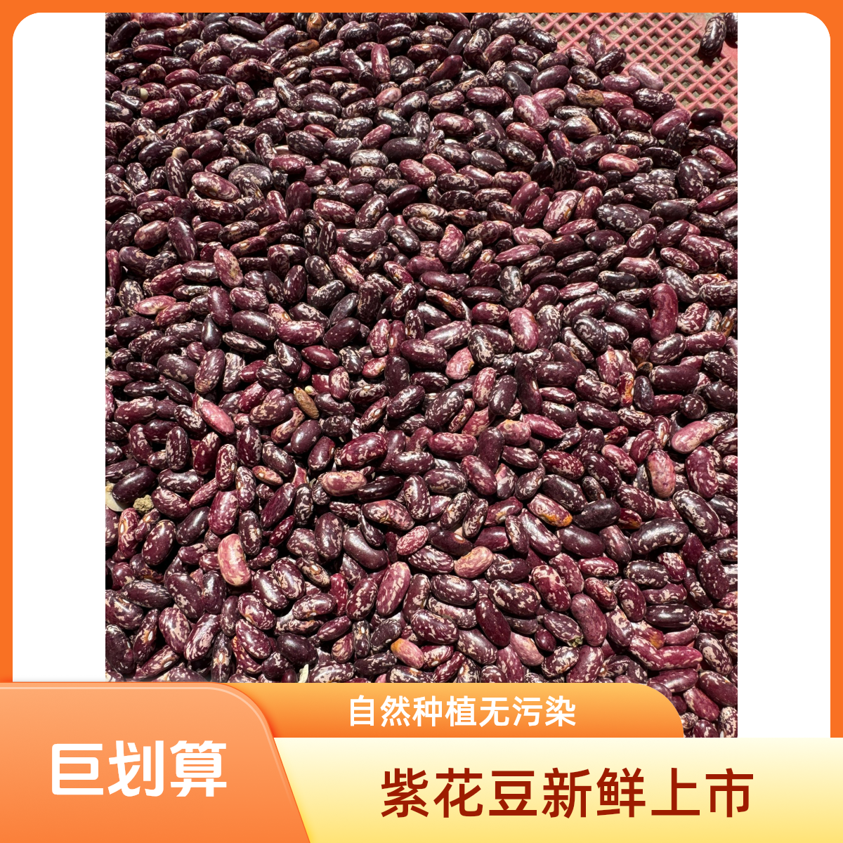 贵州农家自种的花豆