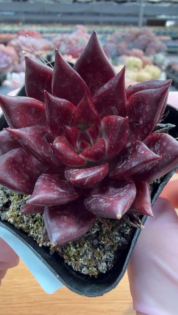 东云多肉园三店-01