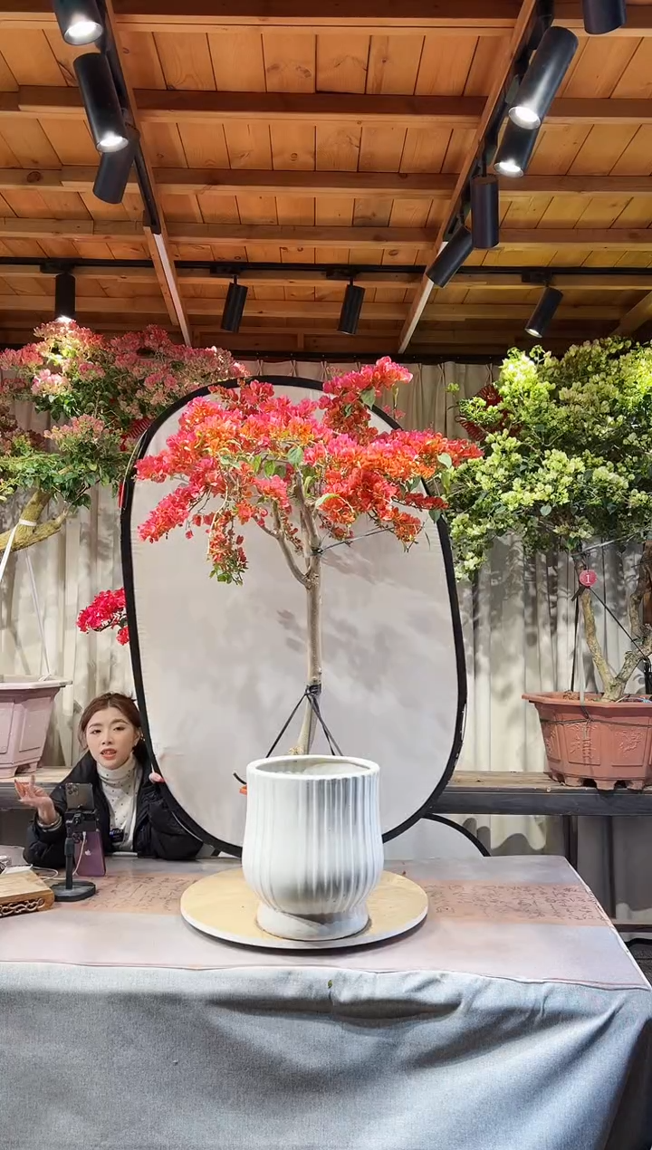 【闪购商品】盆景三角梅