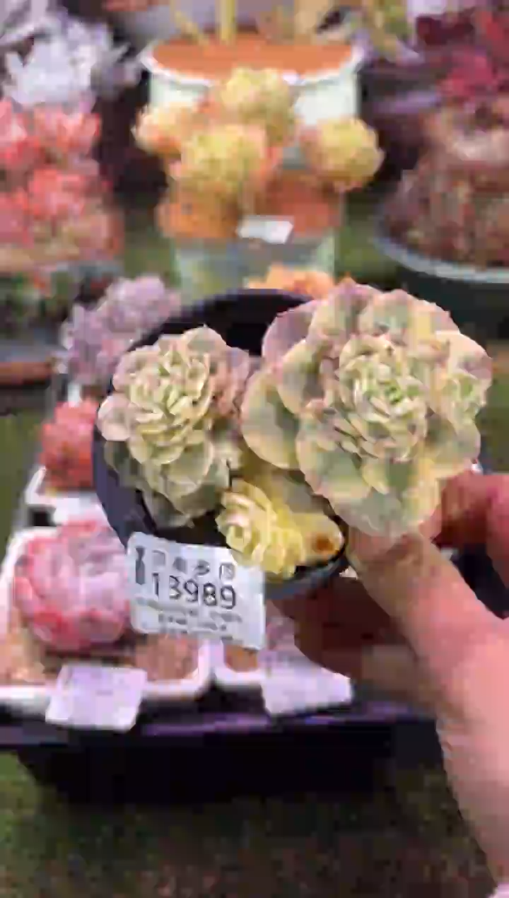 【闪购商品】13989