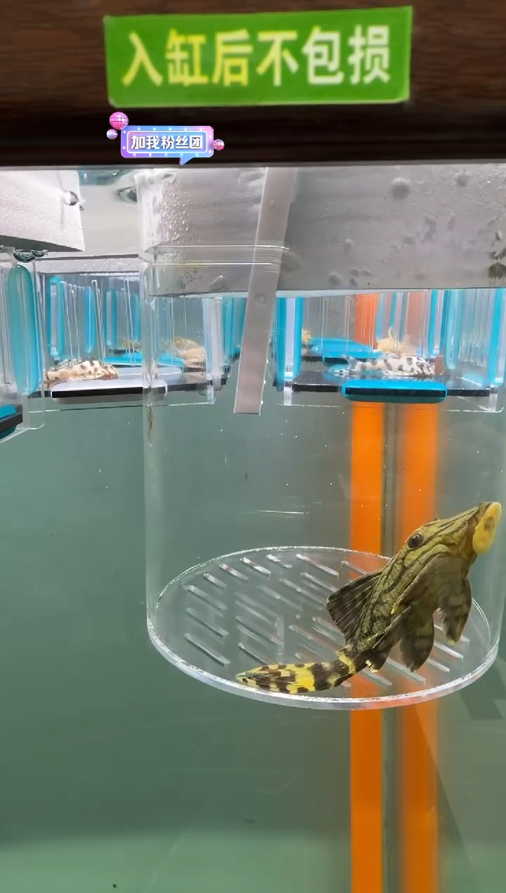 清道夫鱼114号191入缸不包损录制完整开箱视频8.3厘米