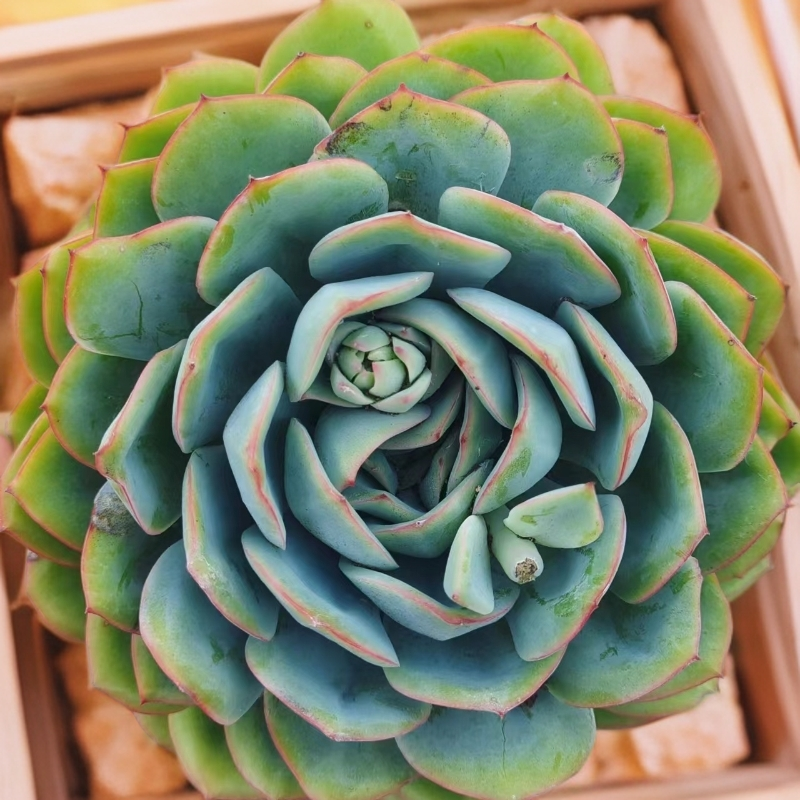 晨露/累计拍满9.99包邮/ 以直播为准/吹吹多肉