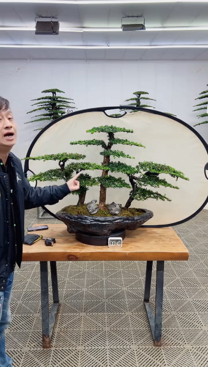 无花朵造型盆景一物一拍