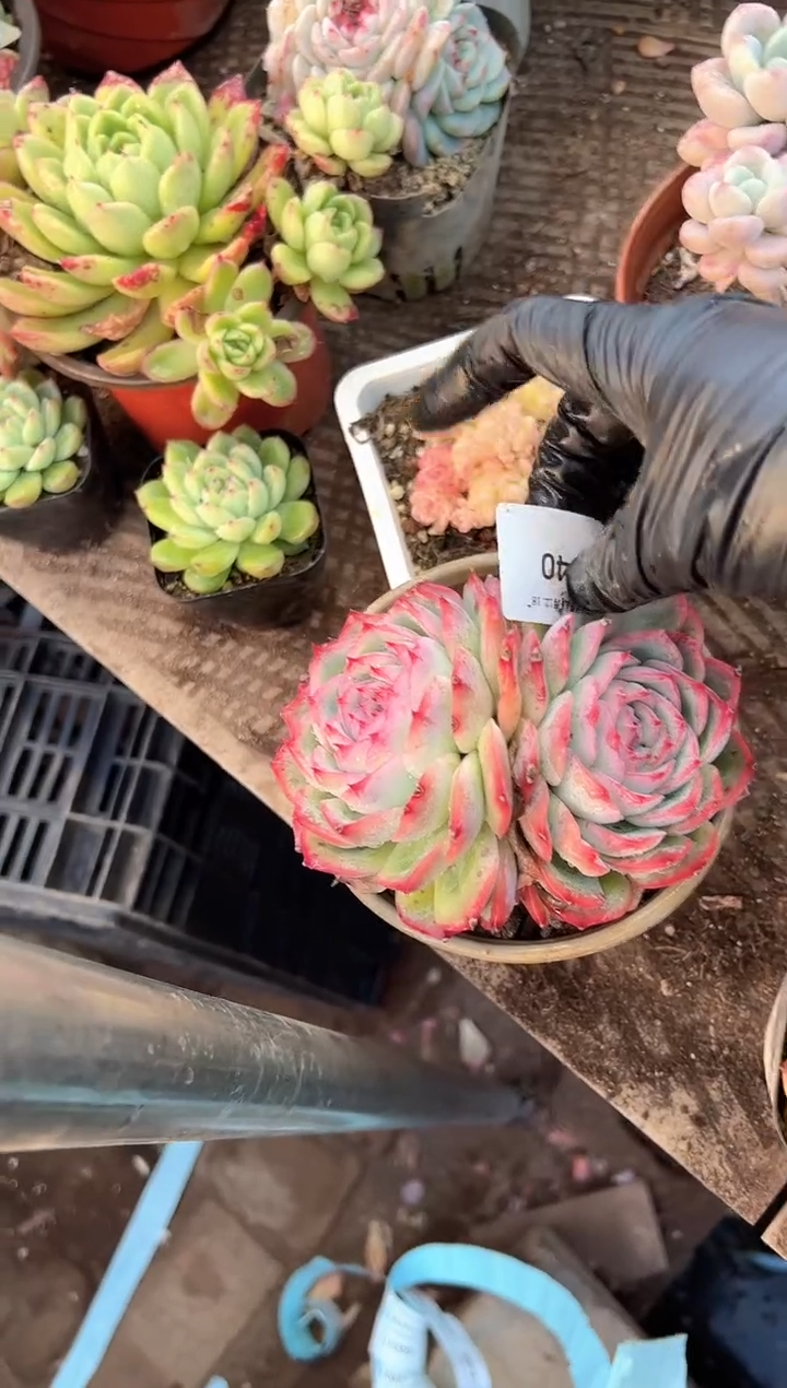 岁***淀多肉植物一物一拍18340