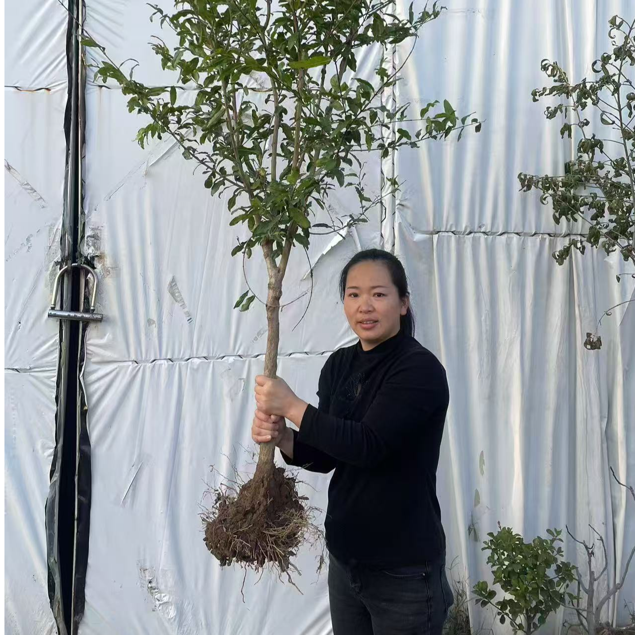 盆栽石榴树 蒙阳红大石榴 软籽 黑籽 盆栽滴在庭院阳台适应南北方