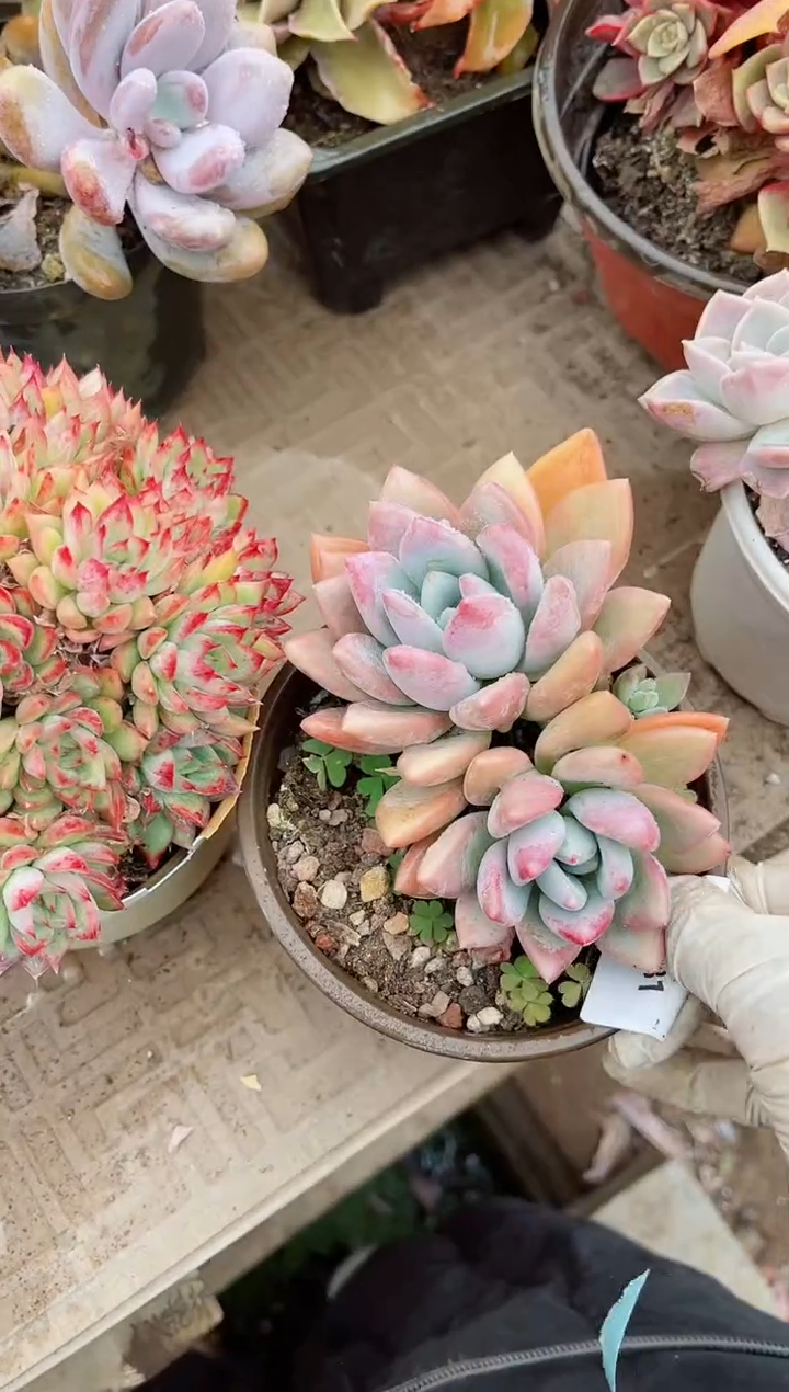 【闪购商品】03681