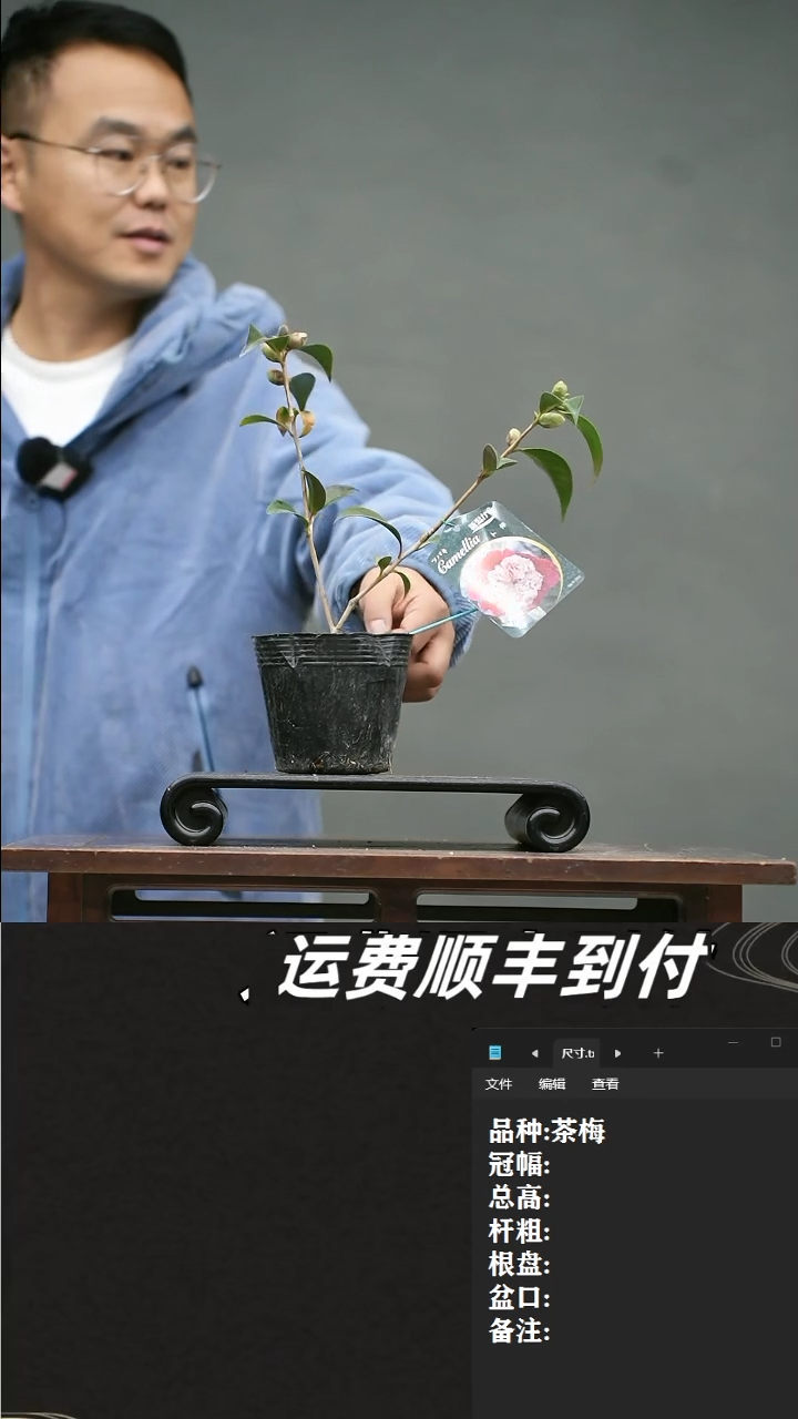 【闪购商品】8 茶梅