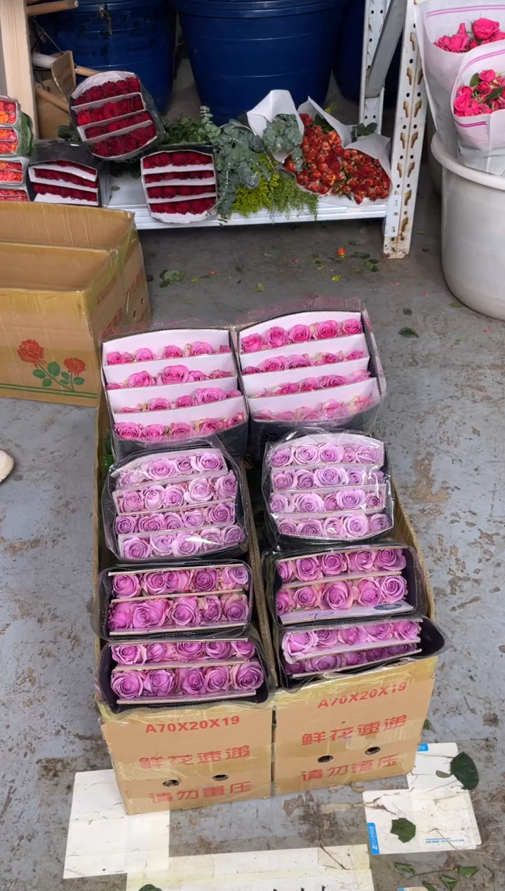 冷美人20枝+海洋之歌20枝+紫霞20枝