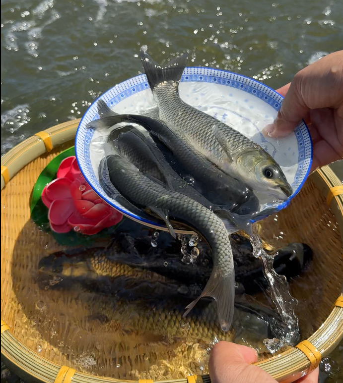 四川本地草鱼耐活易养殖水族宠物鱼