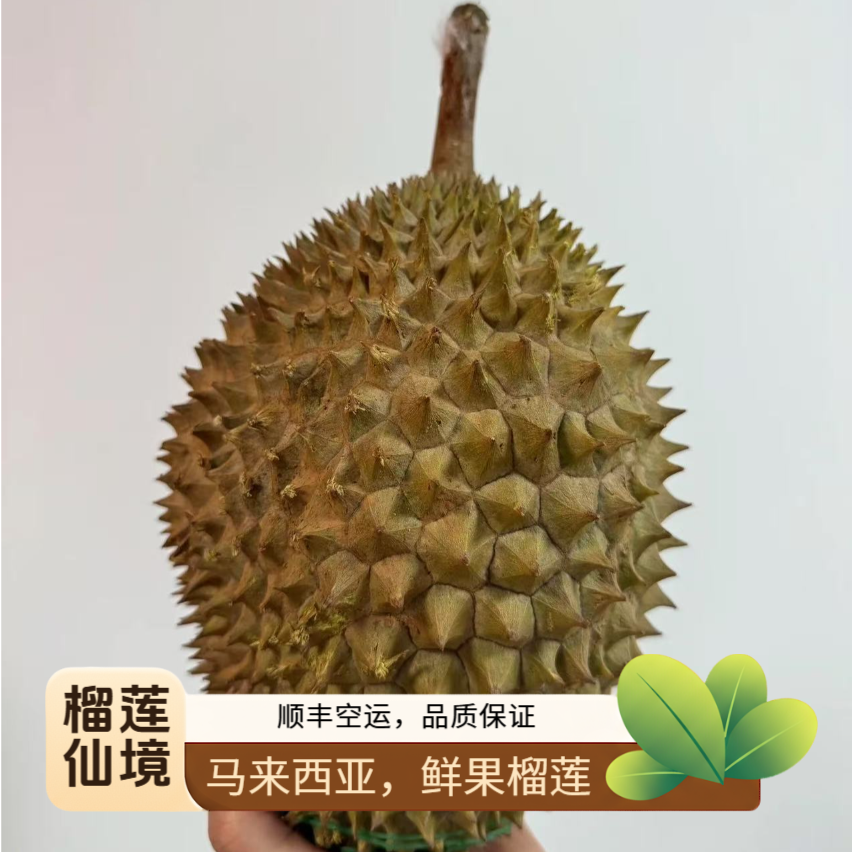 马来西亚鲜果D160竹脚--核(果肉)有大有小