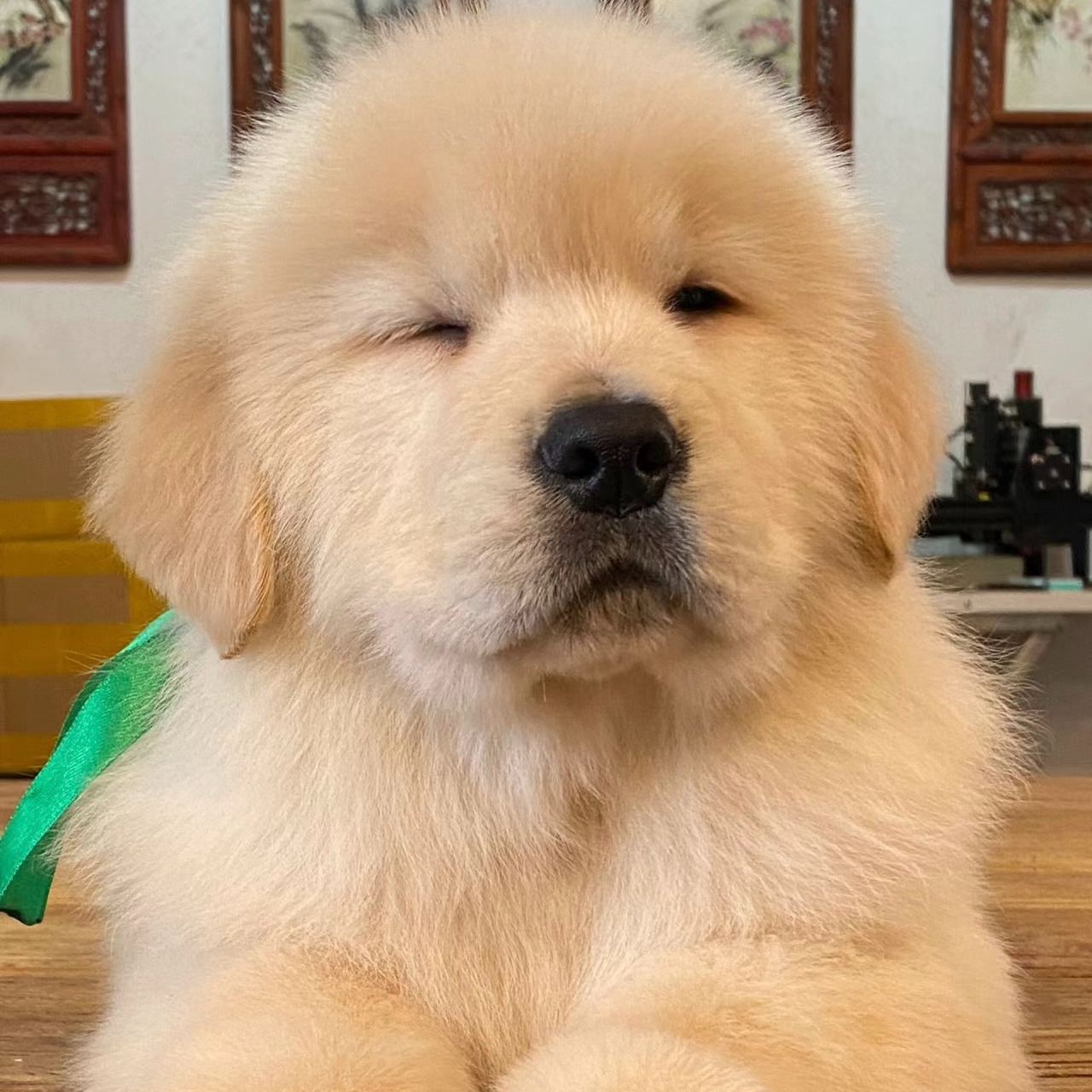边牧金毛阿拉斯加等宠物狗幼犬