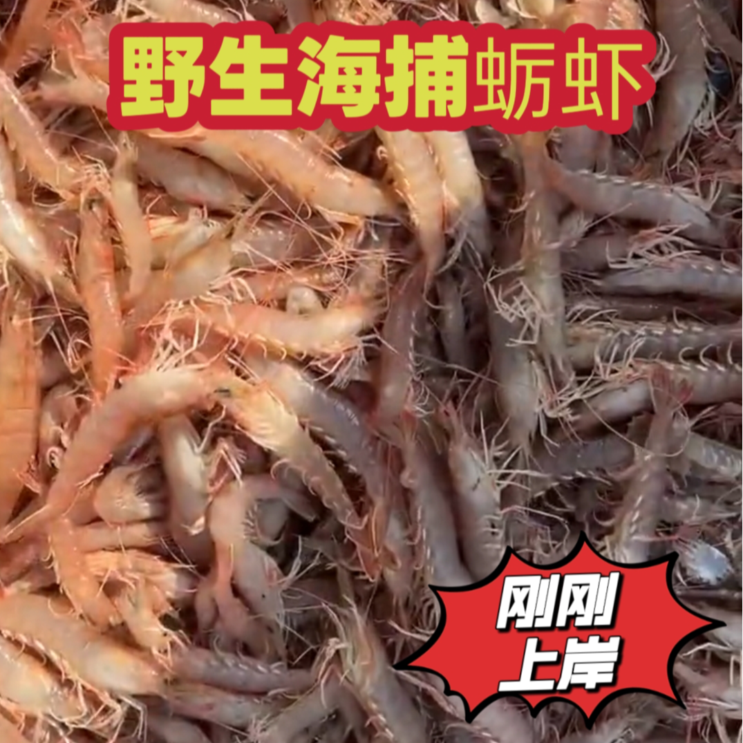 野生青岛蛎虾鲜活海虾滑皮虾立虾海捕鹰爪虾小虾大虾新鲜蛎虾红虾