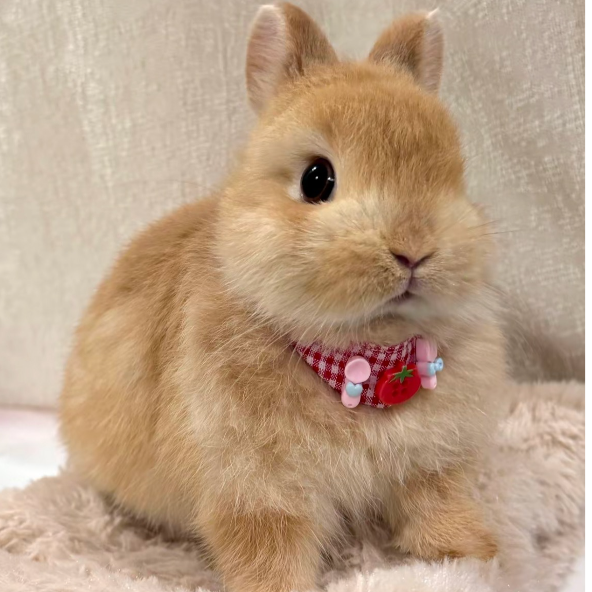 兔子小体侏儒垂耳宠物兔