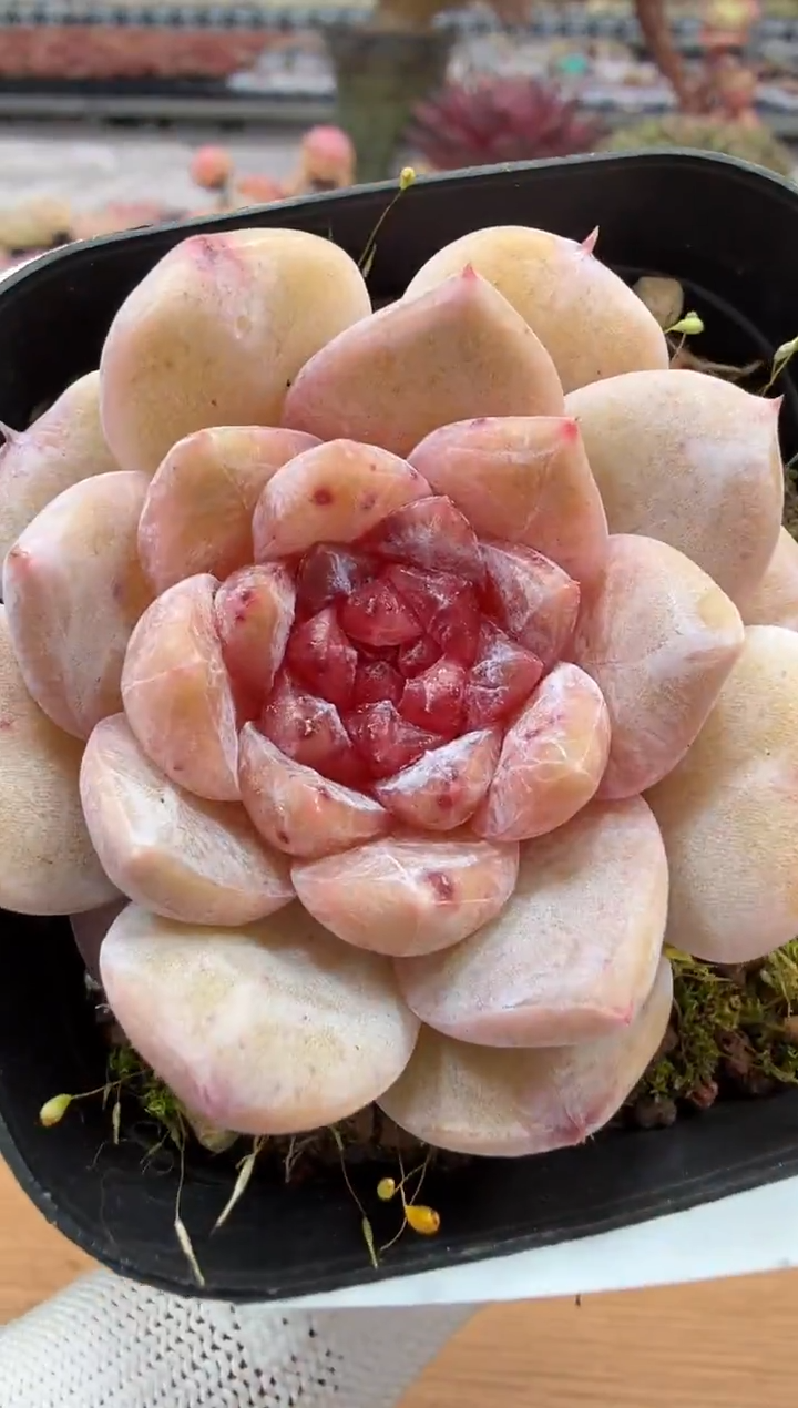 东云多肉园二店-94