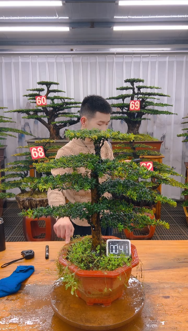 【闪购商品】紫砂精品盆景直播间一物一拍