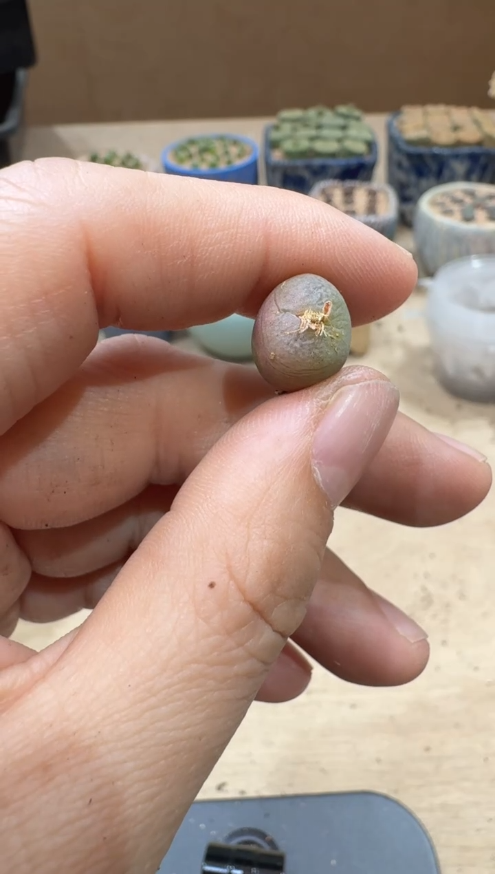 晨**浅13-166多肉植物肉锥