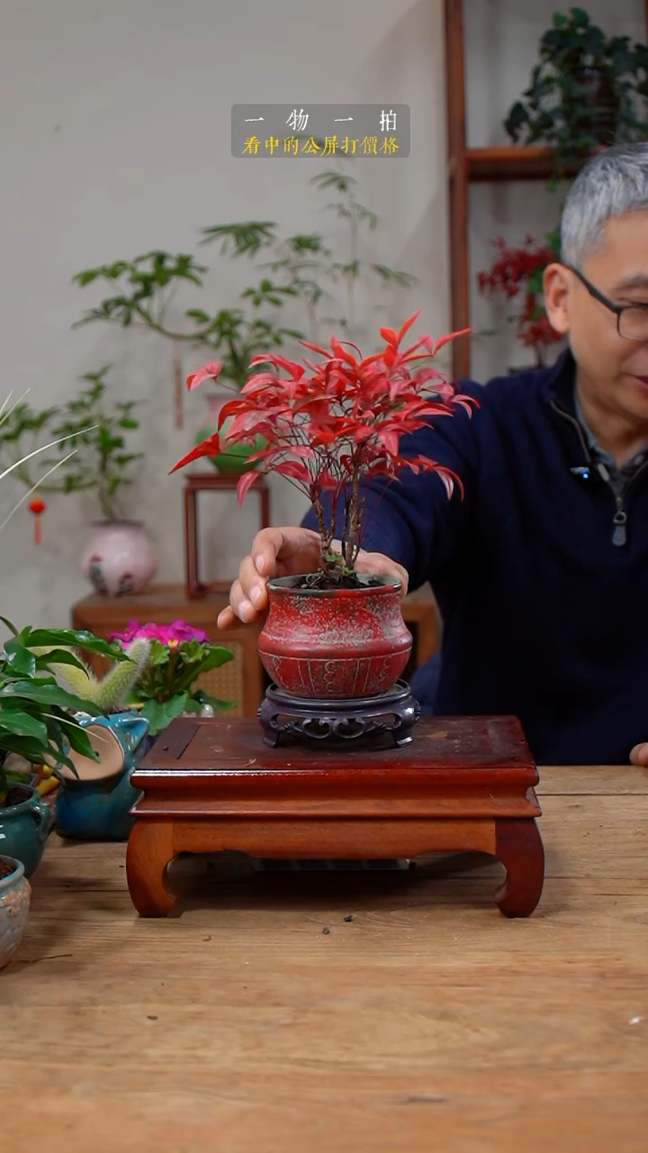 完全开放づ****?南天竹161