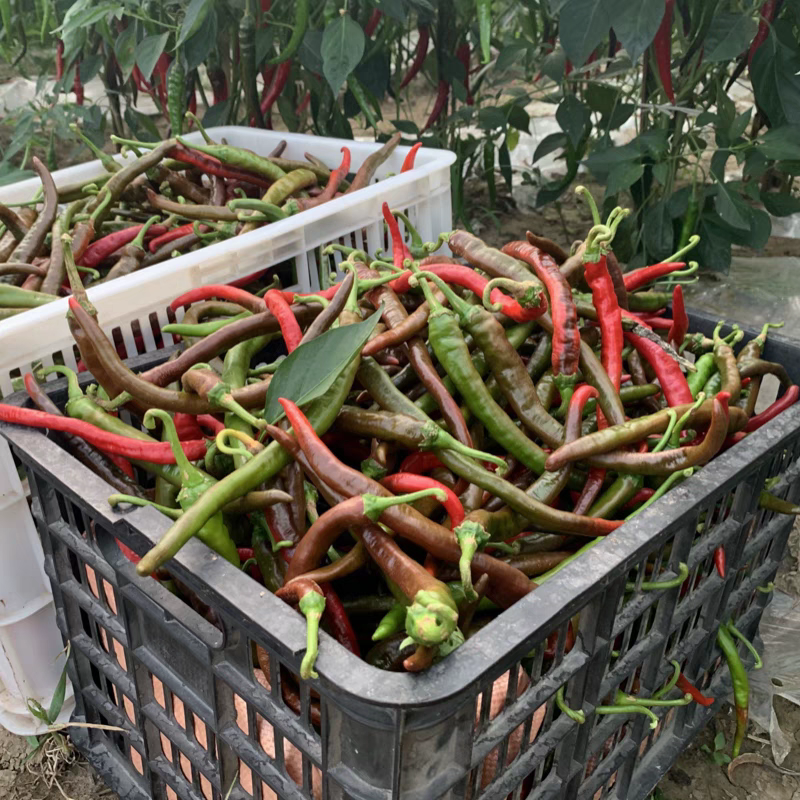 湘西农家自种青乌红辣椒