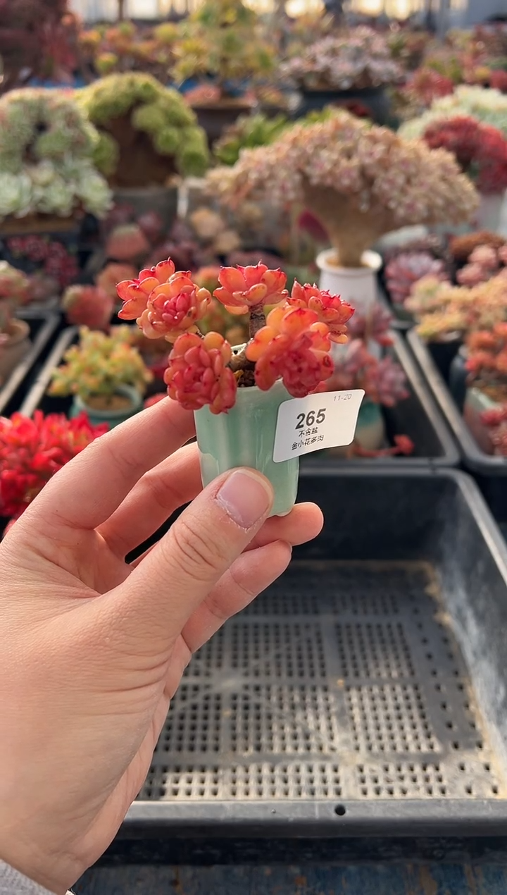 雨**香265              不带盆