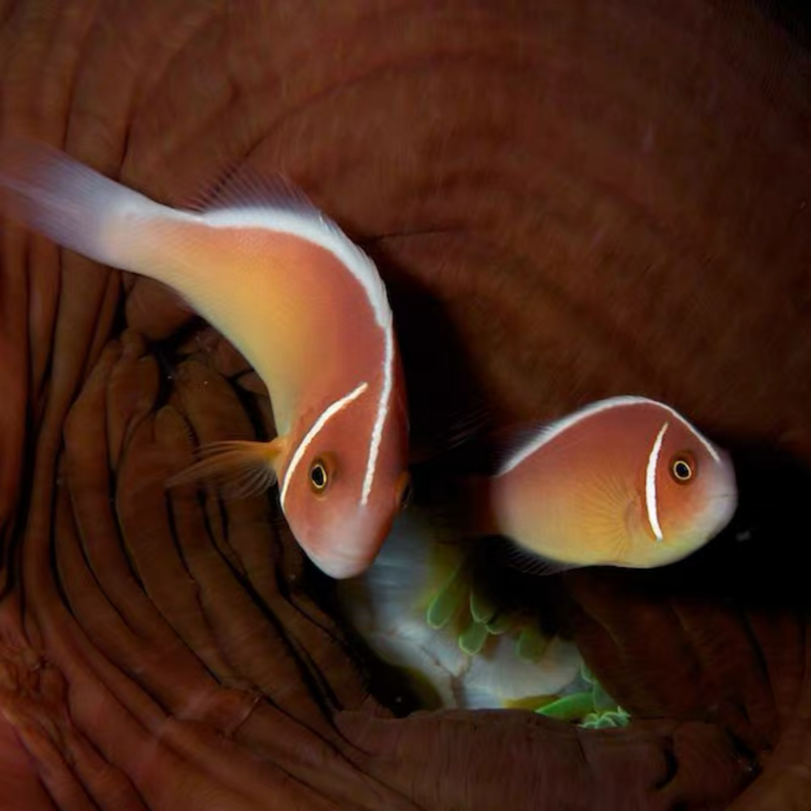 咖啡小丑海水鱼售后需拍开箱视频（免包装费）