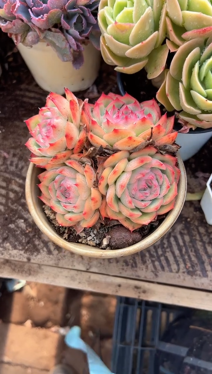 王*英多肉植物一物一拍04227