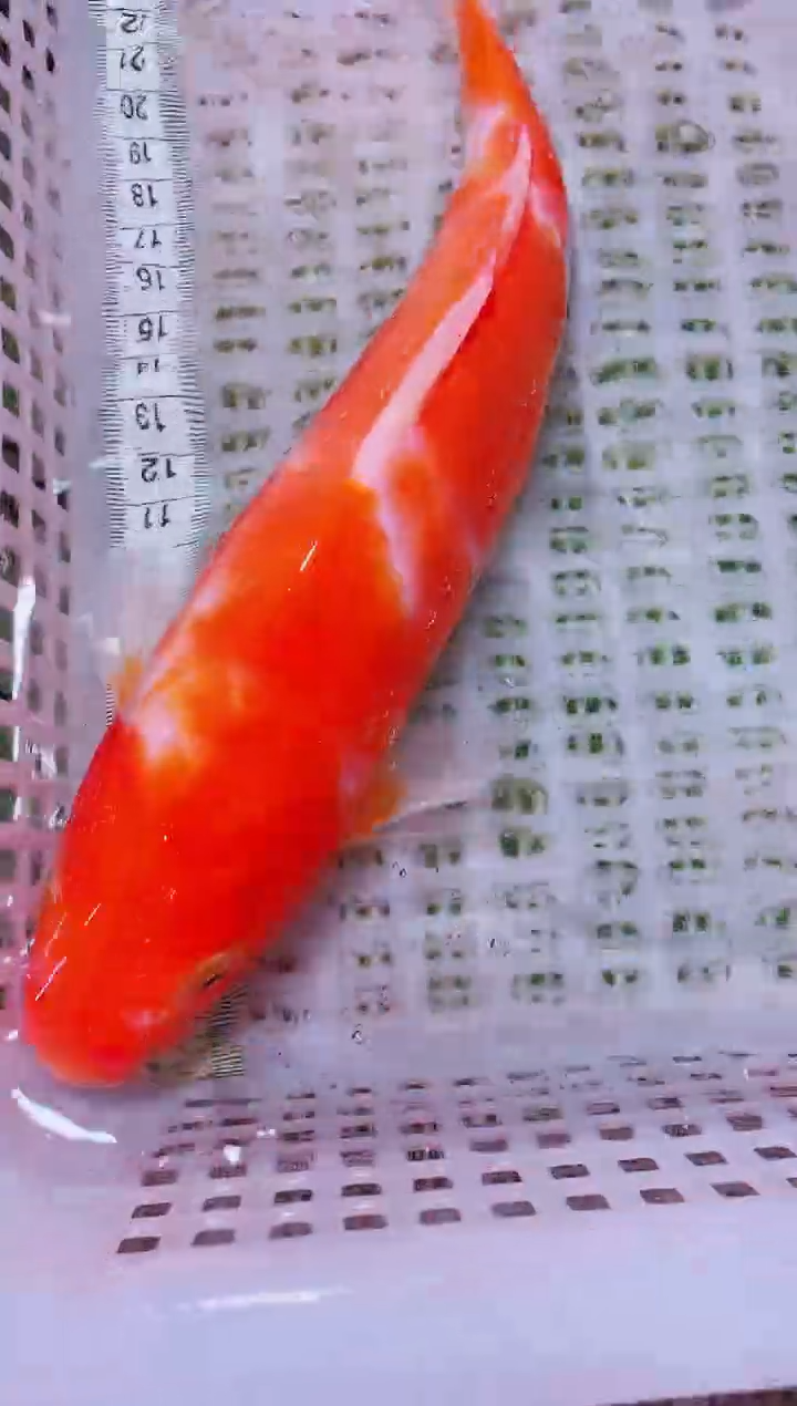 锦鲤血统锦鲤全场包邮170