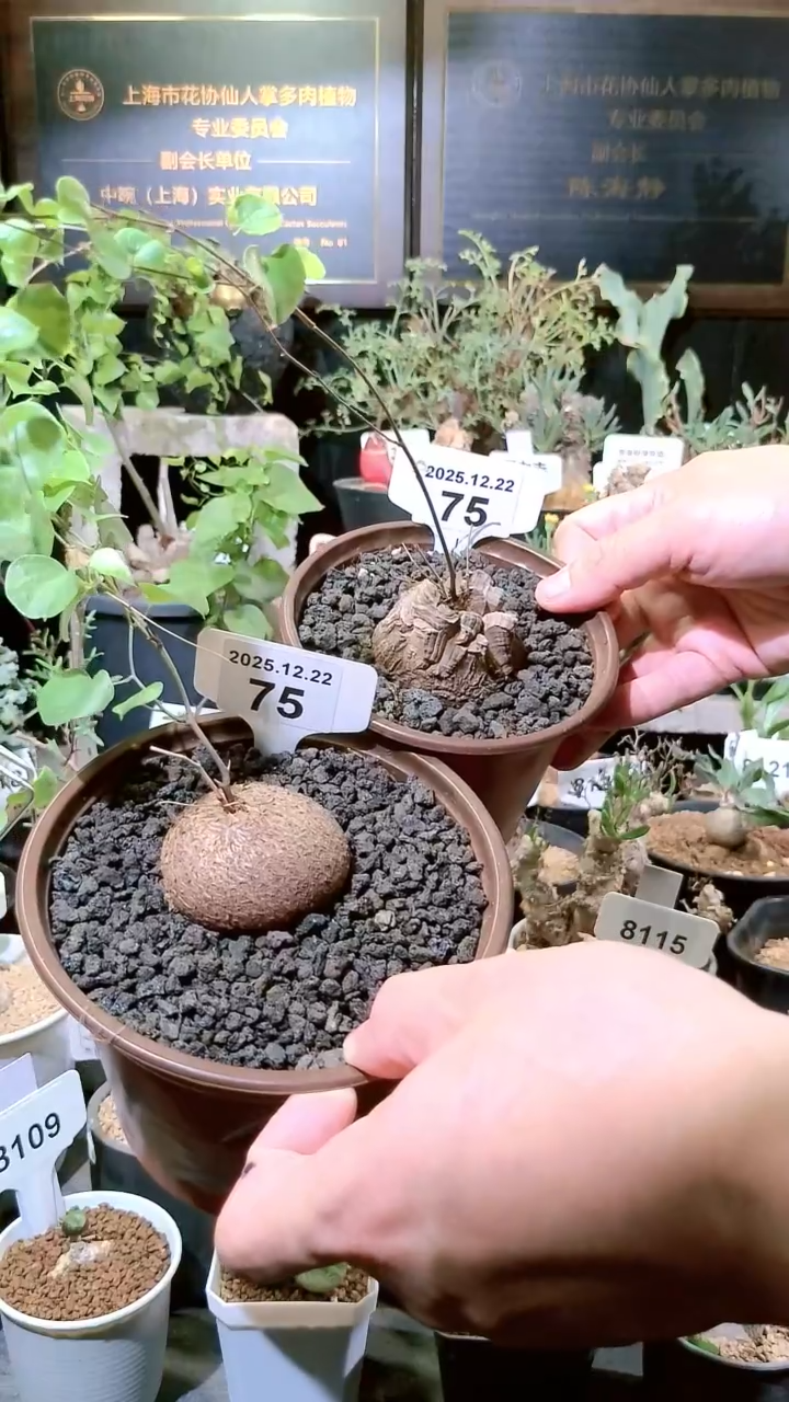 75号1222福利南非龟甲龙买一送一