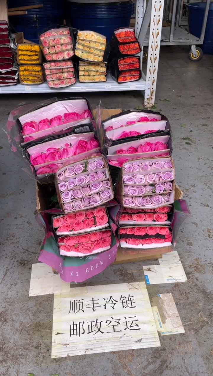 少女梦镜20枝+海洋之歌20枝+糖果20枝