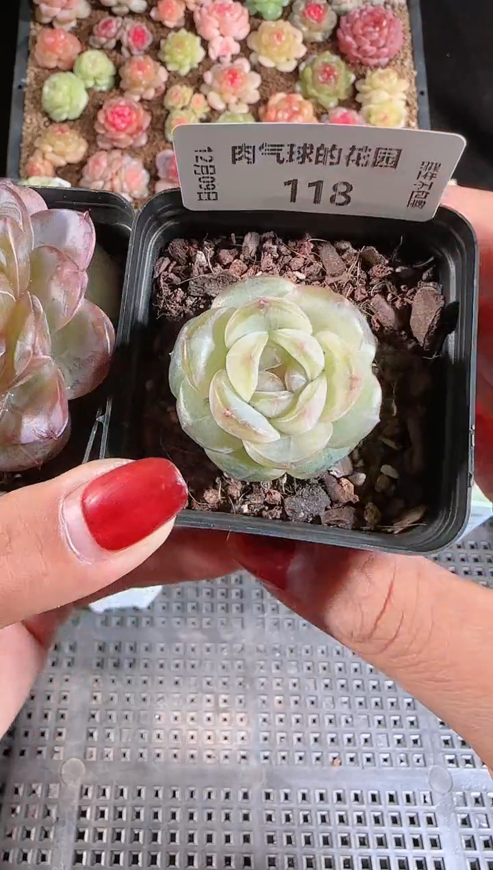 1209-118若画多肉群生不包整