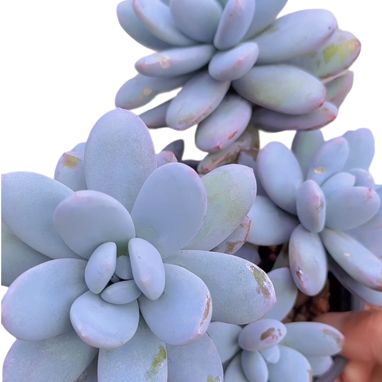 雪美人(多肉植物)满19.9包邮 云南基地源头直发新手好养