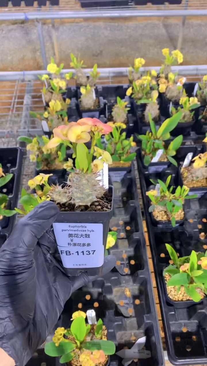 【闪购商品】美花大戟FB-1137