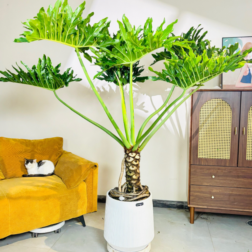 大型老桩龙鳞春羽盆栽植物网红绿植容易北欧吸甲醛