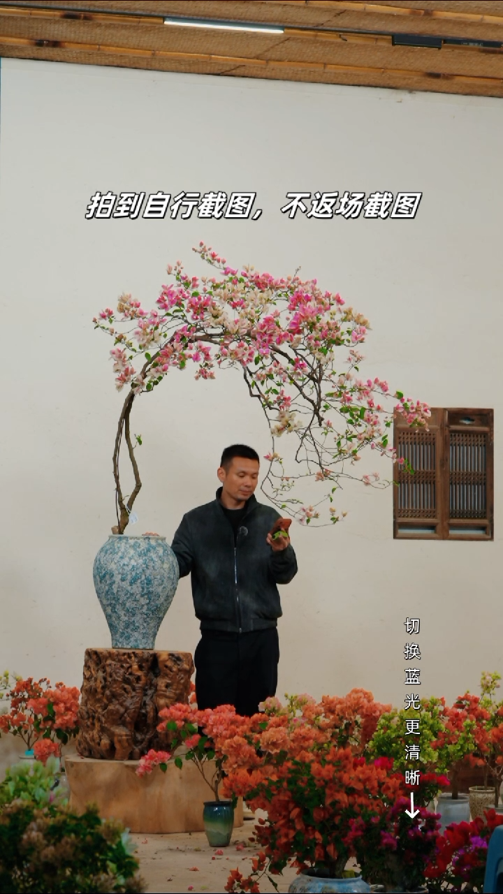 全部花朵阳**媚三角梅老桩盆景