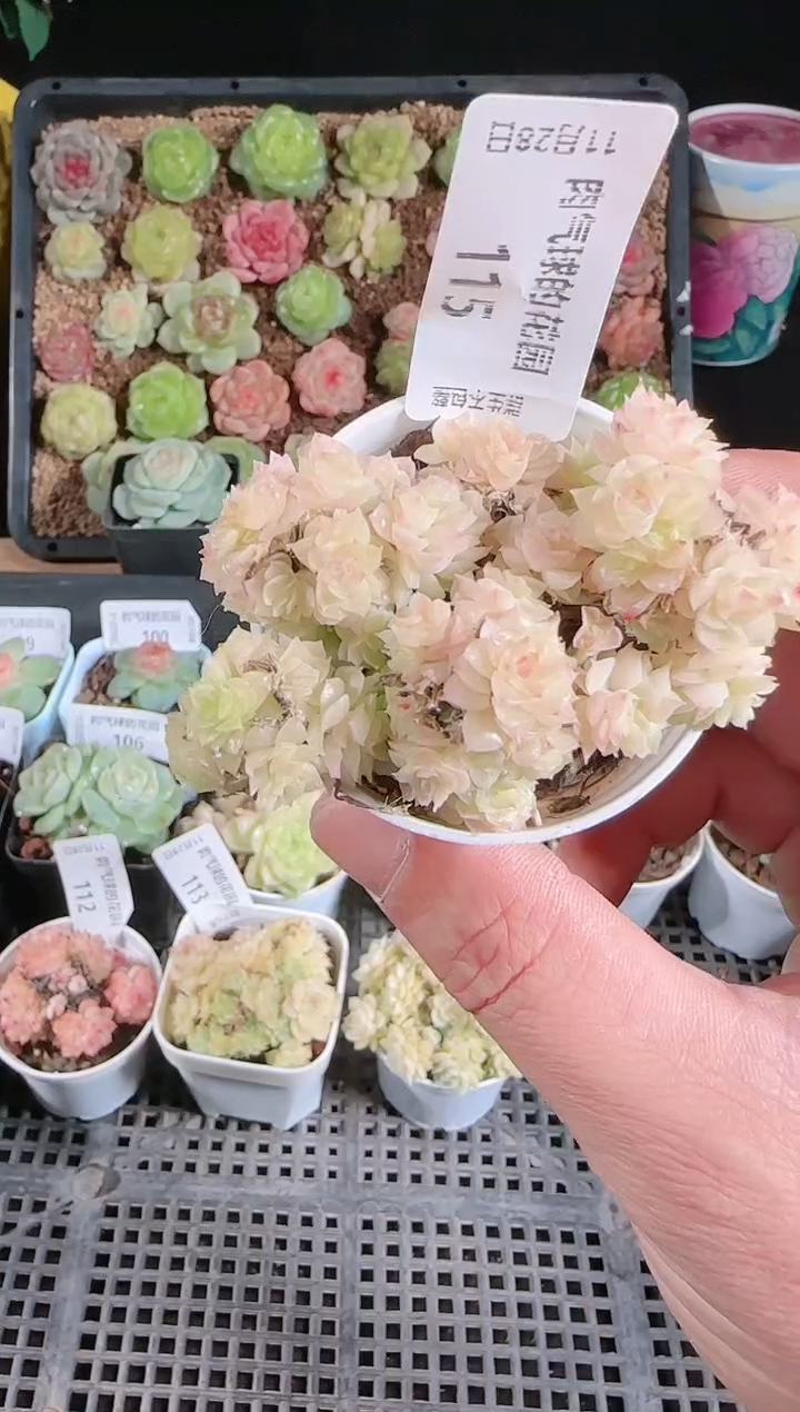 多肉1128-115群生不包整