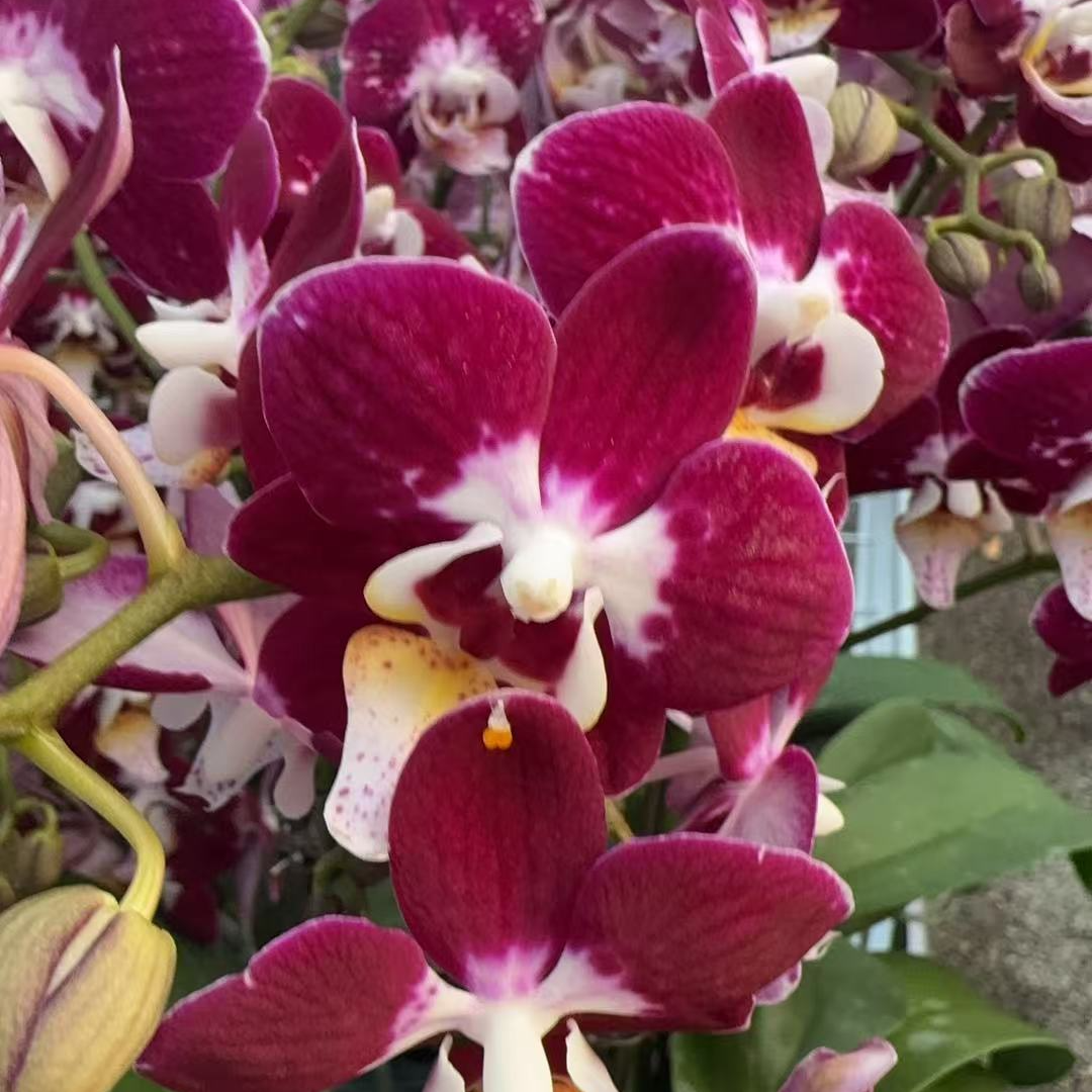 兰屿LYSLAND【银河】蝴蝶兰鲜花盆栽