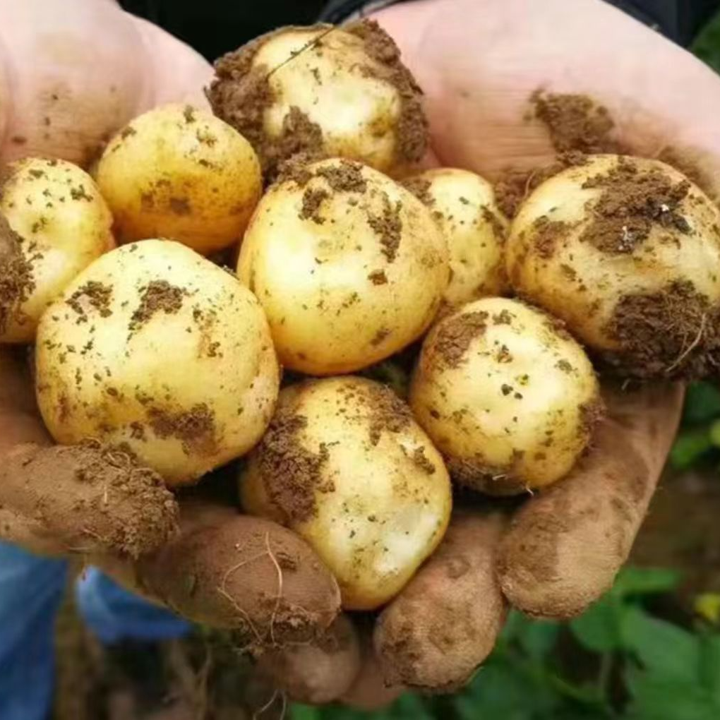 【乡村好货】湖南农家老品种土豆/大蒜 蔬菜等散装食品代卖【包邮】