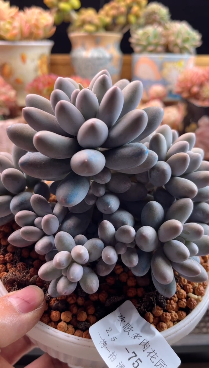 【闪购商品】2.5-75汤圆