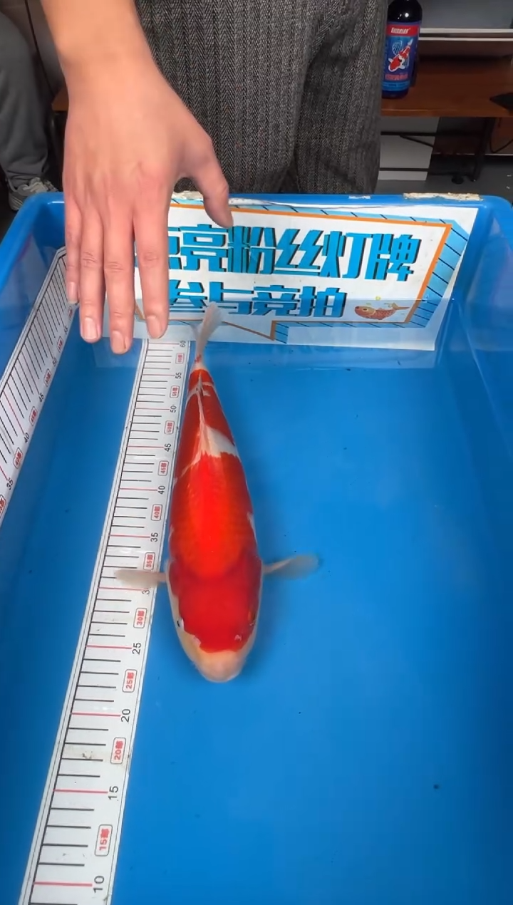 锦鲤L****）9号锦鲤红白鱼 闪购