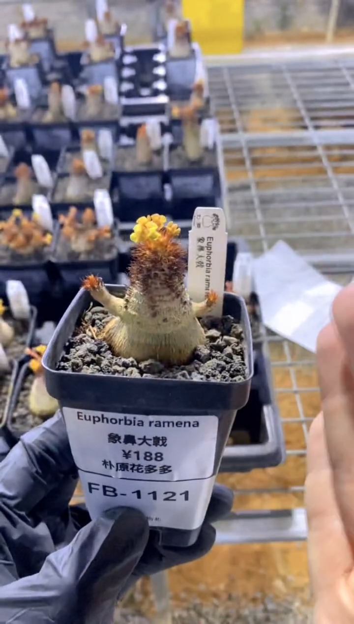 【闪购商品】象鼻大戟FB-1121