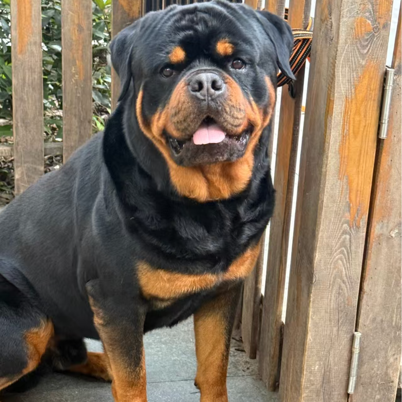 【鹏程犬舍】多犬种（一物一拍）家庭宠物狗狗活体可爱幼犬