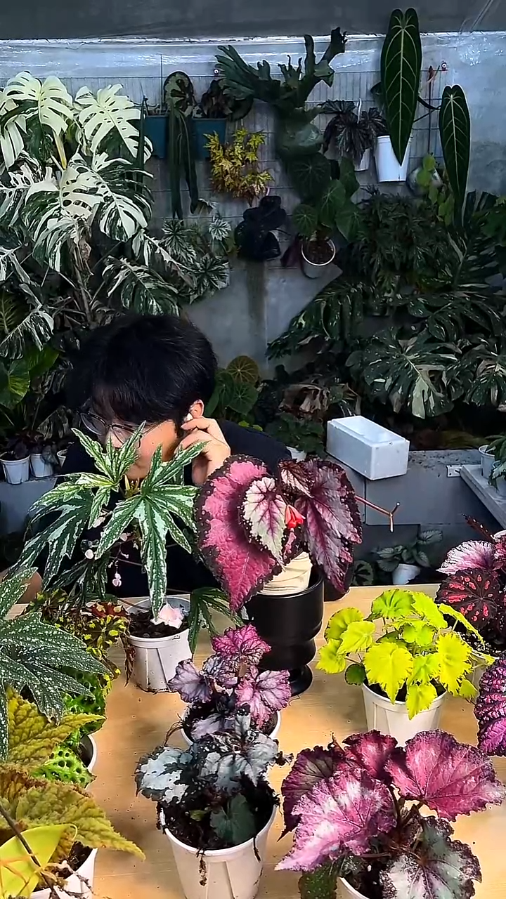 完全开放杂菜0765