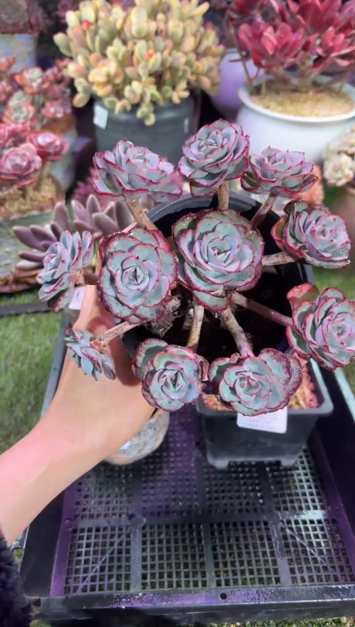 【闪购商品】03653