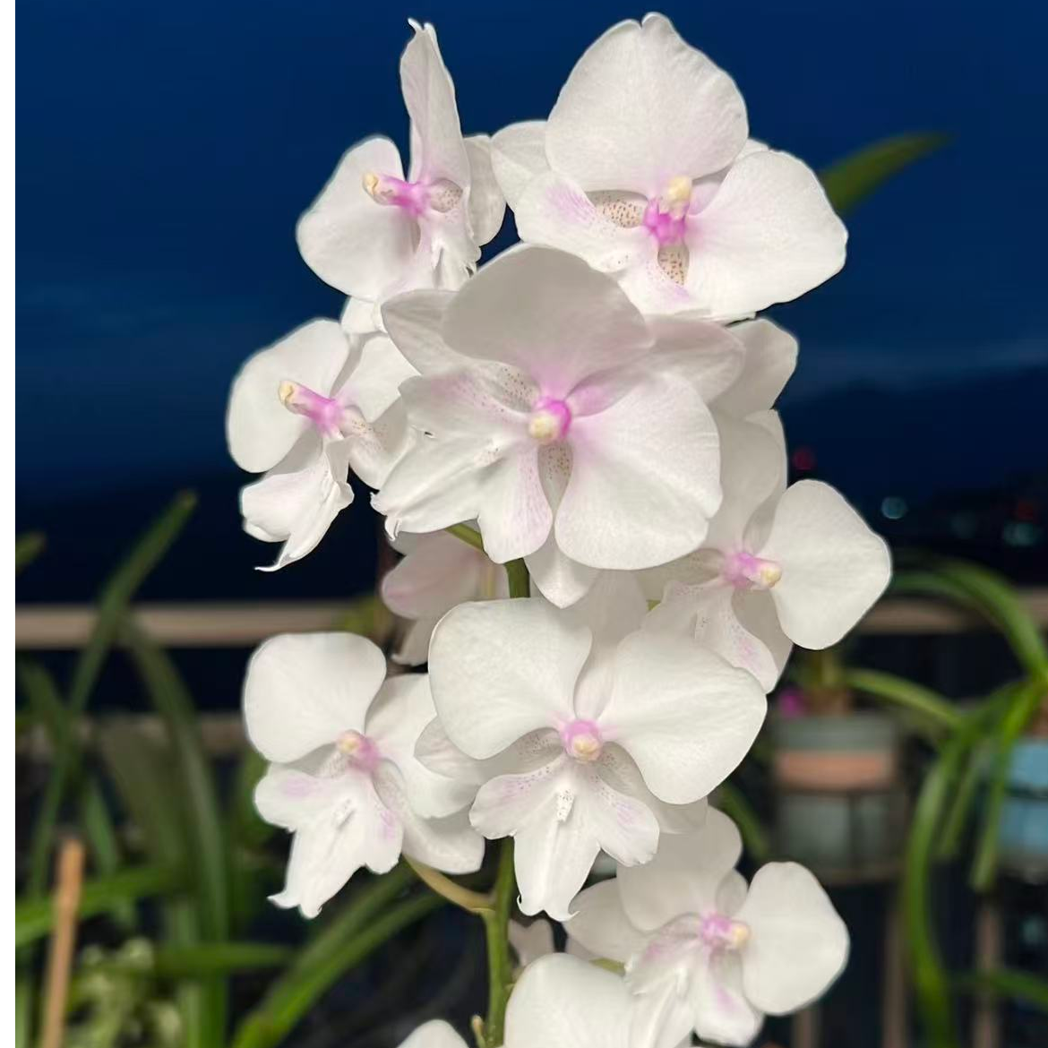 冰雪公主蝴蝶兰带双花剑发货