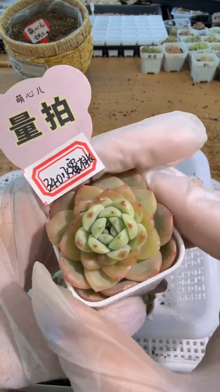 340水蜜桃 五方一盆 单双混 量拍混发