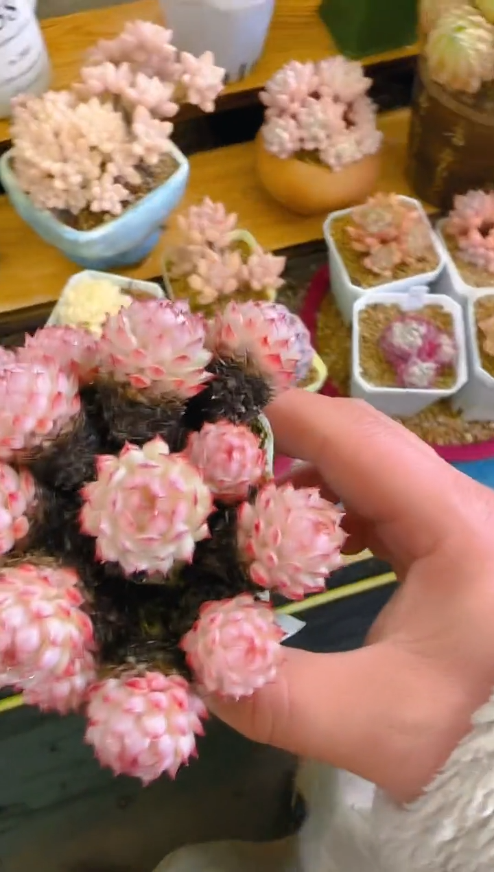 【闪购商品】春—088—仙农（红二条）