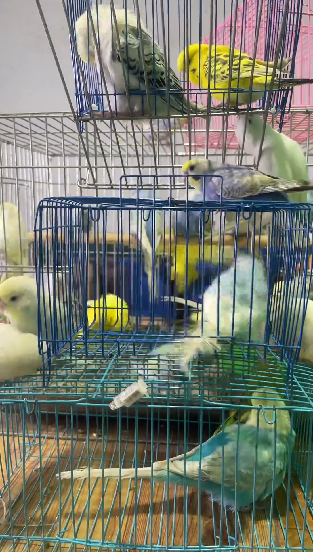 桃脸牡丹鹦鹉金彩头虎皮鹦鹉