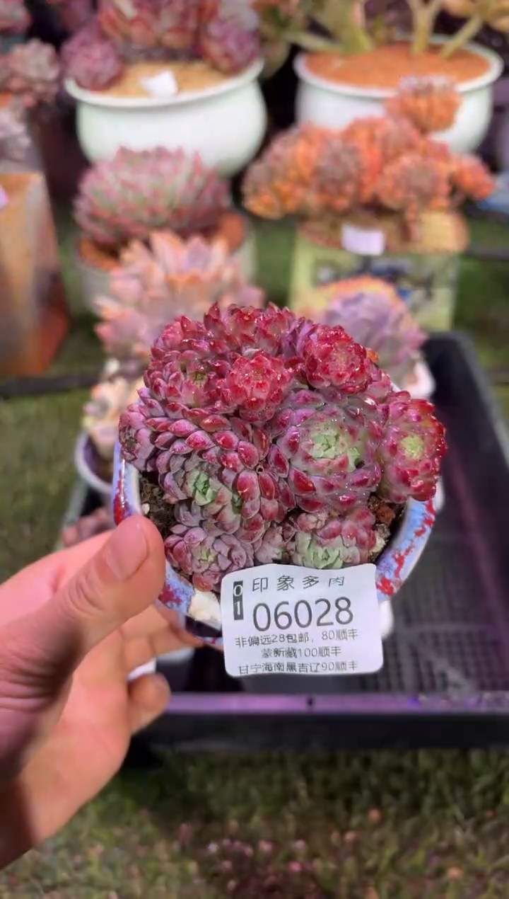 【闪购商品】06028