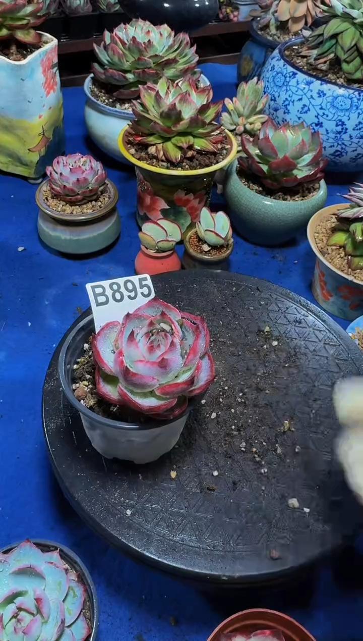 B895惊鸿仙子-----